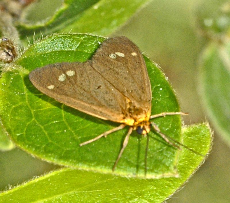 Una falena marroncina con punti bianchi da ID: Dysauxes ancilla - Erebidae